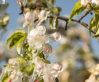 IDM/Südtiroler Apfelkonsortium/Patrick Schwienbacher
